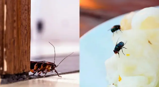 Aprende a ahuyentar insectos de tu hogar con este sencillo truco casero. Aprende a ahuyentar insectos de tu hogar con este sencillo truco casero.