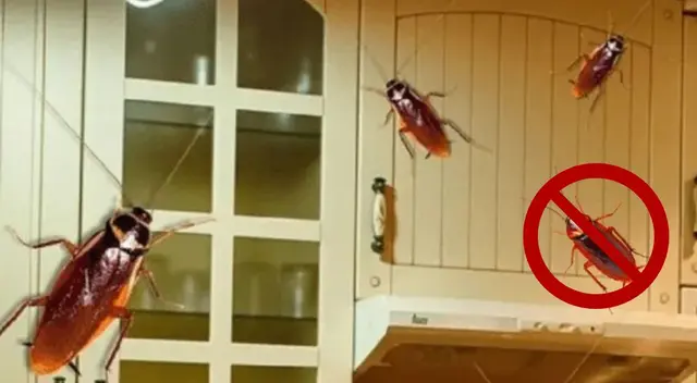Conoce este truco para eliminar las cucarachas en tu casa. Conoce este truco para eliminar las cucarachas en tu casa.