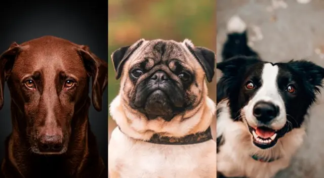 ¿Qué raza de perro se convirtió en tu favorita? Tienes la opción de elegir solo a uno para saber la verdad.