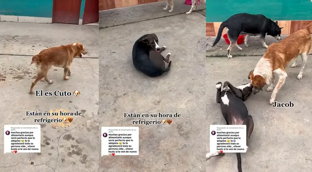 Un grupo de perro sin hogar han sido adoptados por una comisaría de la policía. Un grupo de perro sin hogar han sido adoptados por una comisaría de la policía.