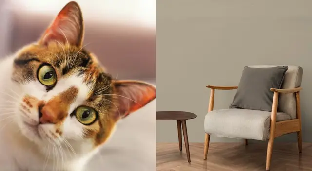 Con estos cuatro trucos, tu gato nunca más arañará tus muebles en casa