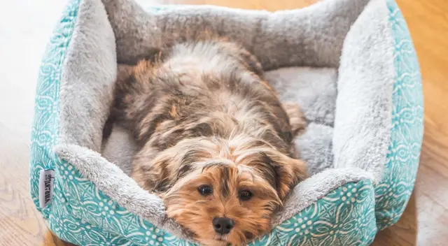 Mantén limpia y desinfectada la cama de tu mascota. Es muy importante.