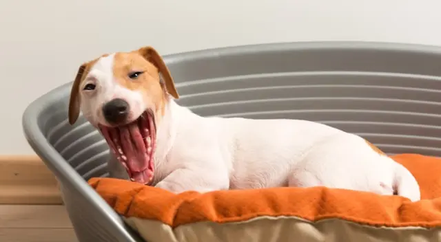 Perro de mascota