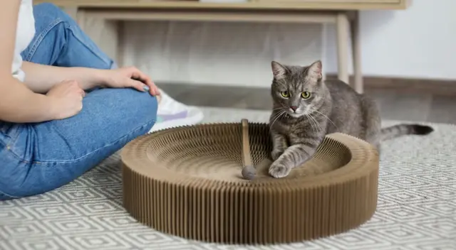 Gato de mascota