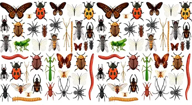 Demuestra que tienes una VISTA de HALCÓN para ubicar el insecto que se esconde e el reto visual.
