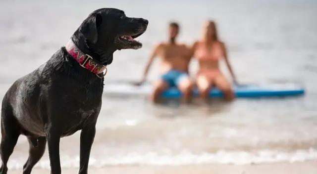 Perro