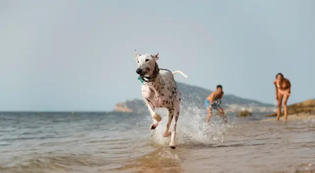 Tu perro puede pasar un gran momento en la playa si sigues estos consejos