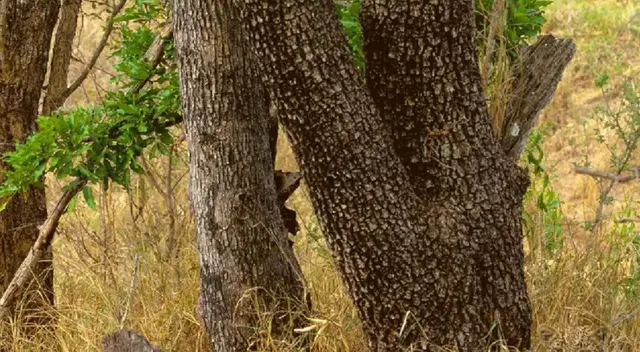 ¿Tendrás la capacidad de encontrar al leopardo camuflado? ¿Tendrás la capacidad de encontrar al leopardo camuflado?