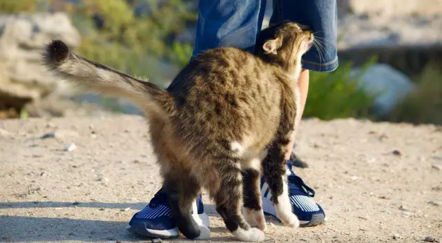 Gatos