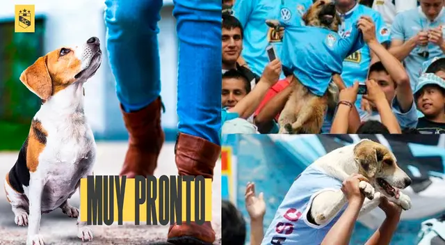 Conoce si muy pronto podrás asistir al Estadio Alberto Gallardo en compañía de tu mascota.