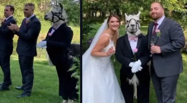 Este animal artiodáctilo llamó la atención por el singular traje que tenía puesto.