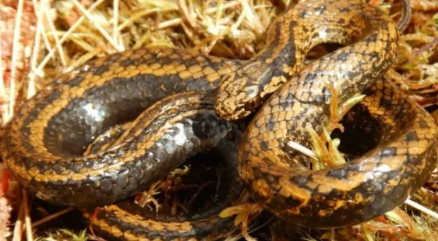 Nueva especie de serpiente encontrada en Perú fue nombrada como Harrison Ford