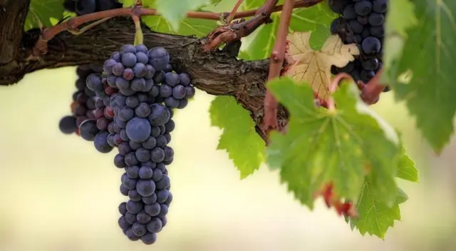 El consumo de este fruto proporciona grandes propiedades a la salud de una persona.