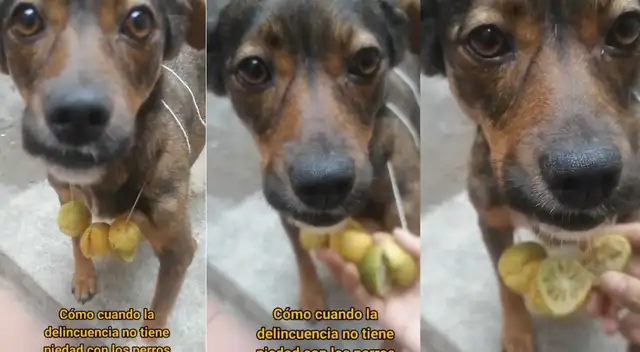 Joven acusa a la delincuencia tras exprimir limones del collar de su can Joven acusa a la delincuencia tras exprimir limones del collar de su can