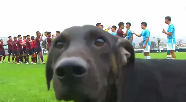 Perro se robó la atención del Sporting Cristal vs Universitario