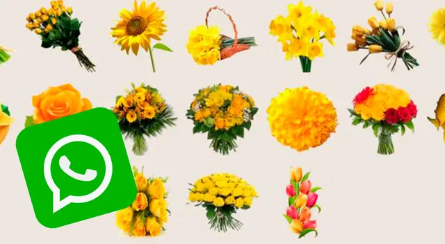 Revisa la GUÍA completa para descargar los mejores stickers de WhatsApp.