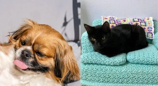 Con este método erradicarás las impurezas que tus mascotas dejen en tus sillones.