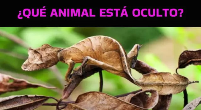 Este nuevo reto visual solo ha sido desarrollado por el 1% de personas.