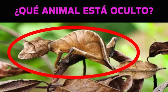 reto visual