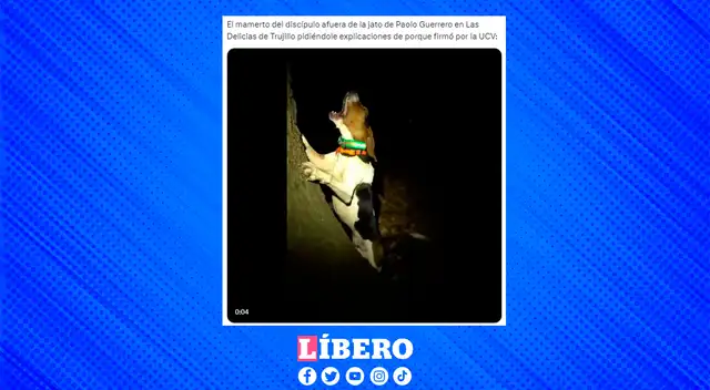 Perrito ladrando toma protagonismo ante la llega del 'Depredador' a UCV.