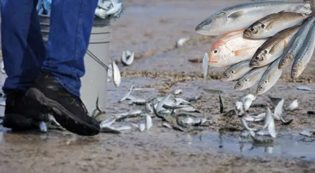 Lluvia de peces: conoce el país que tiene este fenómeno cada año