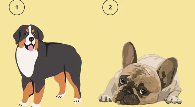 Conoce la verdad de tu interior con esta prueba mental: elige un perro Conoce la verdad de tu interior con esta prueba mental: elige un perro