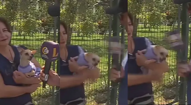 Perrita se hace viral por morder a periodista de Latina Perrita se hace viral por morder a periodista de Latina