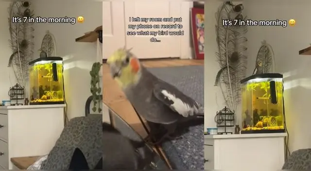 Loro es viral por despertar a su dueña cantado música disco Loro es viral por despertar a su dueña cantado música disco