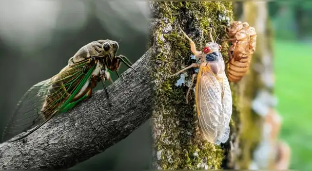 Descubre por qué Estados Unidos será invadido por trillones de insectos este 2024.