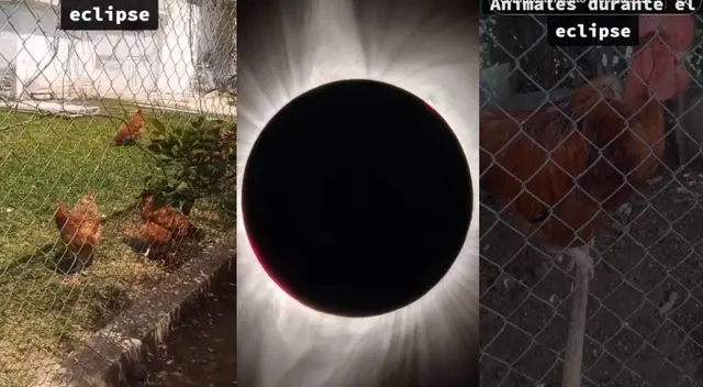 Descubre el raro efecto que tuvo el eclipse solar del 8 de abril en estas aves de corral.