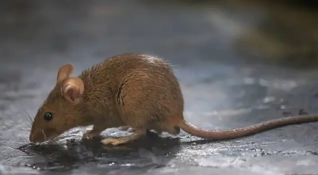 La ciudad donde está prohibido cazar ratones La ciudad donde está prohibido cazar ratones