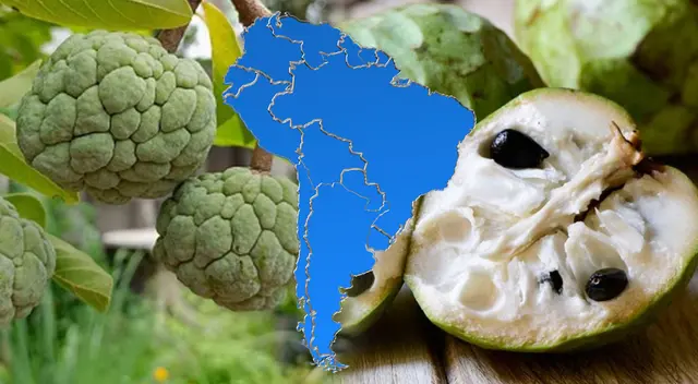 Descubre los notables beneficios de esta fruta que tiene para tu salud y así la incluirás en tu dietas diaira.