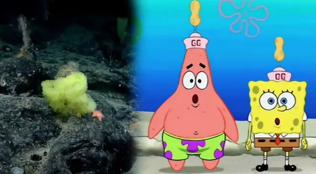 En el fondo marino de los Estados Unidos se encontró el verdadero hogar de Bob Esponja, pero ¿En verdad es amigo de este Patricio real?