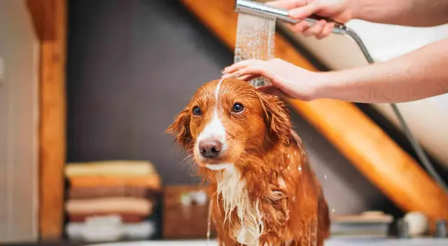 Consejos que debes seguir para bañar a tu perro correctamente. Consejos que debes seguir para bañar a tu perro correctamente.