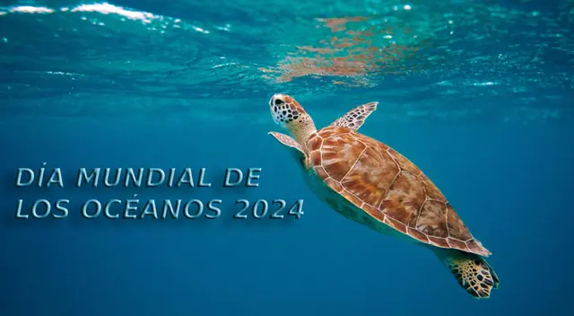 Frases para celebrar el Día Mundial de los Océanos en el 2024. Frases para celebrar el Día Mundial de los Océanos en el 2024.