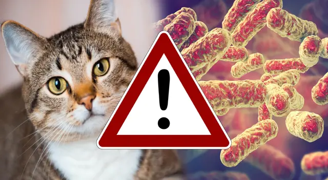Los gatos son de las mascotas preferidas por millones de personas en todo el mundo, pero para evitar las enfermedades que transmiten debes tomar las medidas que a continuación te mostraremos. Los gatos son de las mascotas preferidas por millones de personas en todo el mundo, pero para evitar las enfermedades que transmiten debes tomar las medidas que a continuación te mostraremos.
