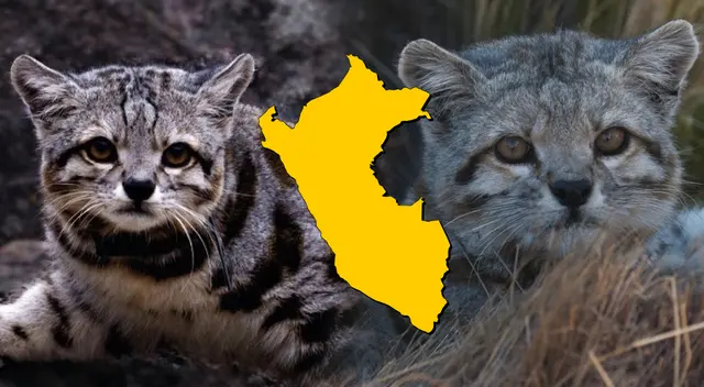 Esta especie pequeña de felino salvaje oriunda de Perú, Chile, Bolivia y Argentina se encuentra en peligro de extinción debido al inconsciente accionar humano y aquí te mostraremos qué medidas se están llevando a cabo para conservarlo. Esta especie pequeña de felino salvaje oriunda de Perú, Chile, Bolivia y Argentina se encuentra en peligro de extinción debido al inconsciente accionar humano y aquí te mostraremos qué medidas se están llevando a cabo para conservarlo.