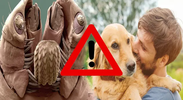 Este insecto es de pequeño tamaño, pero portador de una enfermedad que puede complicar muchísimo la existencia de las personas. Este insecto es de pequeño tamaño, pero portador de una enfermedad que puede complicar muchísimo la existencia de las personas.