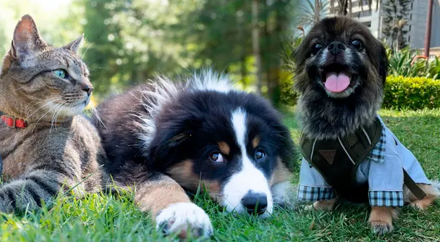 Esta es la VERDADERA personalidad de tu mascota. Esta es la VERDADERA personalidad de tu mascota.