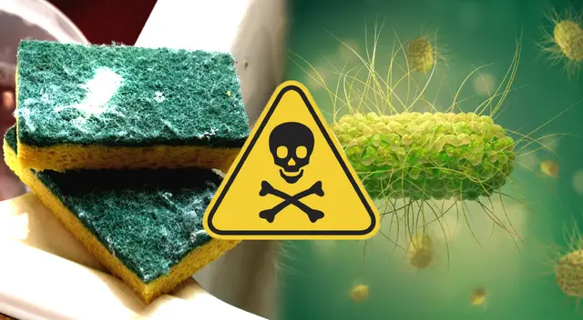 Si llevas usando por meses la misma esponja, entonces estás cometiendo un grave error, pues estás dando permiso, sin saberlo, al ingreso de virus, hongos y bacterias. Si llevas usando por meses la misma esponja, entonces estás cometiendo un grave error, pues estás dando permiso, sin saberlo, al ingreso de virus, hongos y bacterias.