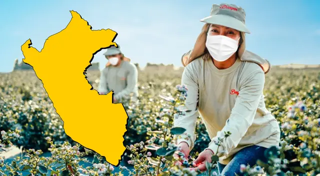 Agronegocios es la segunda carrera mejor pagada del Perú y en esta nota conocerás cuánto se gana de forma mensual.