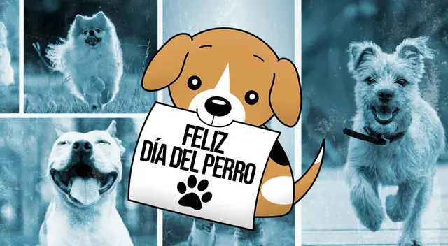 Hoy, 21 de julio, celebra el Día Mundial del Perro 2024 con tus amigos y familiares. Hoy, 21 de julio, celebra el Día Mundial del Perro 2024 con tus amigos y familiares.