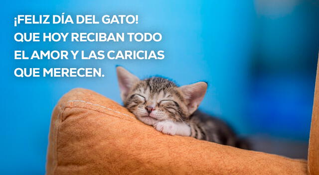 Día Internacional del Gato