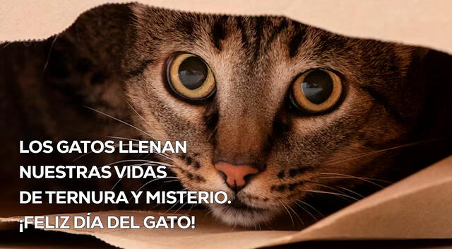Día Internacional del Gato