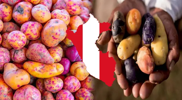 Este tubérculo es oriundo de los Andes y ha sido consumido por milenios por las culturas que florecieron en el Antiguo Perú. Descubre aquí de cuál estamos hablando. Este tubérculo es oriundo de los Andes y ha sido consumido por milenios por las culturas que florecieron en el Antiguo Perú. Descubre aquí de cuál estamos hablando.