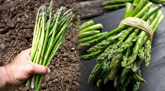 Esta planta tiene más de 7 mil años de historia y llegó al Perú recién hace menos de un siglo donde encontró terreno fértil para crecer y ser uno de los productos bandera del país andino. Esta planta tiene más de 7 mil años de historia y llegó al Perú recién hace menos de un siglo donde encontró terreno fértil para crecer y ser uno de los productos bandera del país andino.