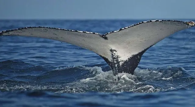 Este animal del océano fabrica sus propias herramientas de caza. Este animal del océano fabrica sus propias herramientas de caza.