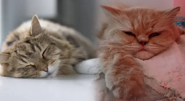 La razón por el cual no debes despertar a tu gato de su siesta. La razón por el cual no debes despertar a tu gato de su siesta.