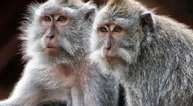 Hasta el momento, no se han aclarado las causas de la fuga, pero el historial de escapes en Alpha Genesis genera preocupación por la seguridad de los residentes y de los propios animales.