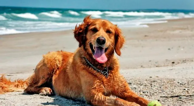 Entre los destinos recomendados se encuentran el Amelia Earhart Bark Park y North Beach. Disfruta de momentos inolvidables junto a tu mascota en estos espacios diseñados para ellos en Miami.